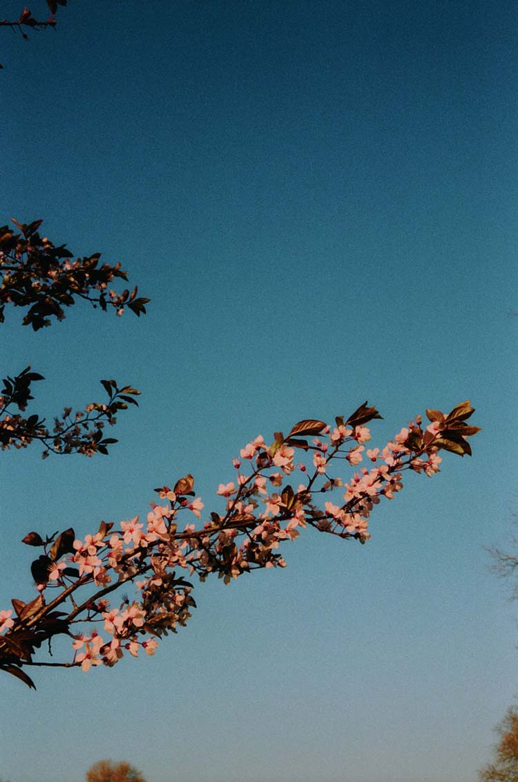 White cherry blossom against a clear blue sky — the arrival of spring