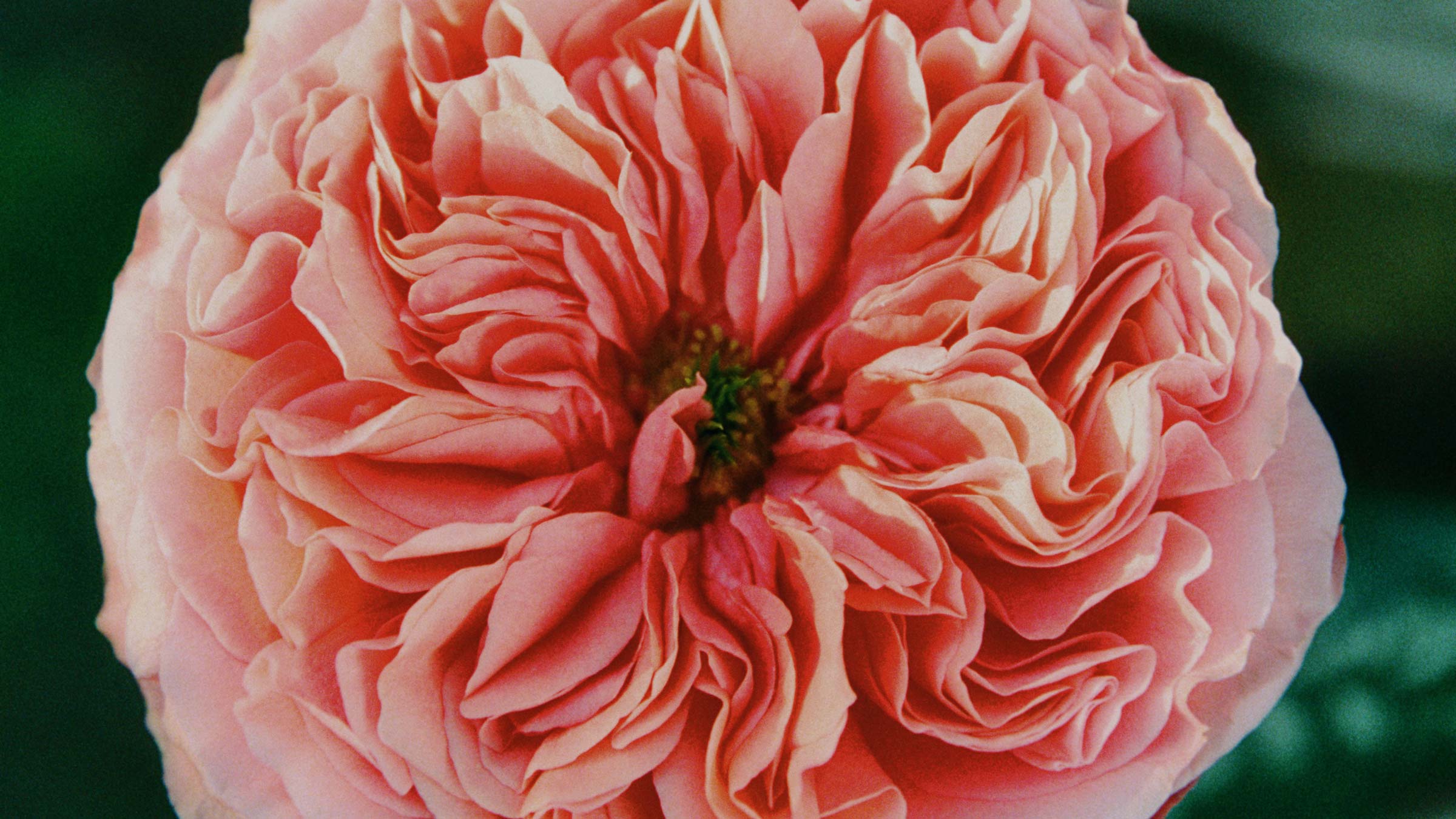 A full-bloom pink garden rose against deep green foliage — nature and beauty at the heart of Saywood's commitment to doing good