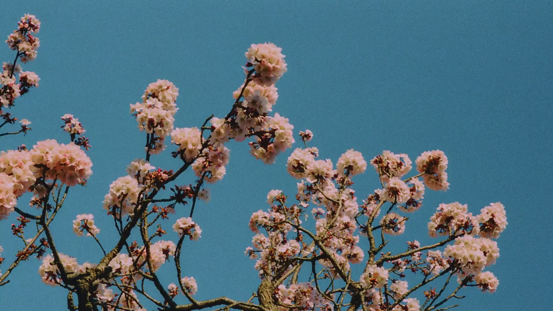 White cherry blossom against a clear blue sky — the arrival of spring